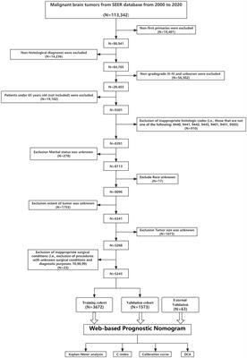 Development and external validation of dual online tools for prognostic assessment in elderly patients with high-grade glioma: a comprehensive study using SEER and Chinese cohorts